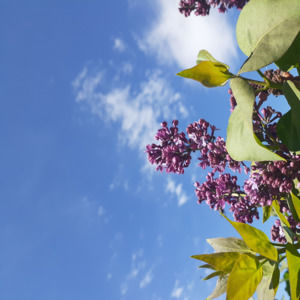 Meet your Posher, Alyssa